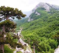 escursioni naturalistiche sul pollino